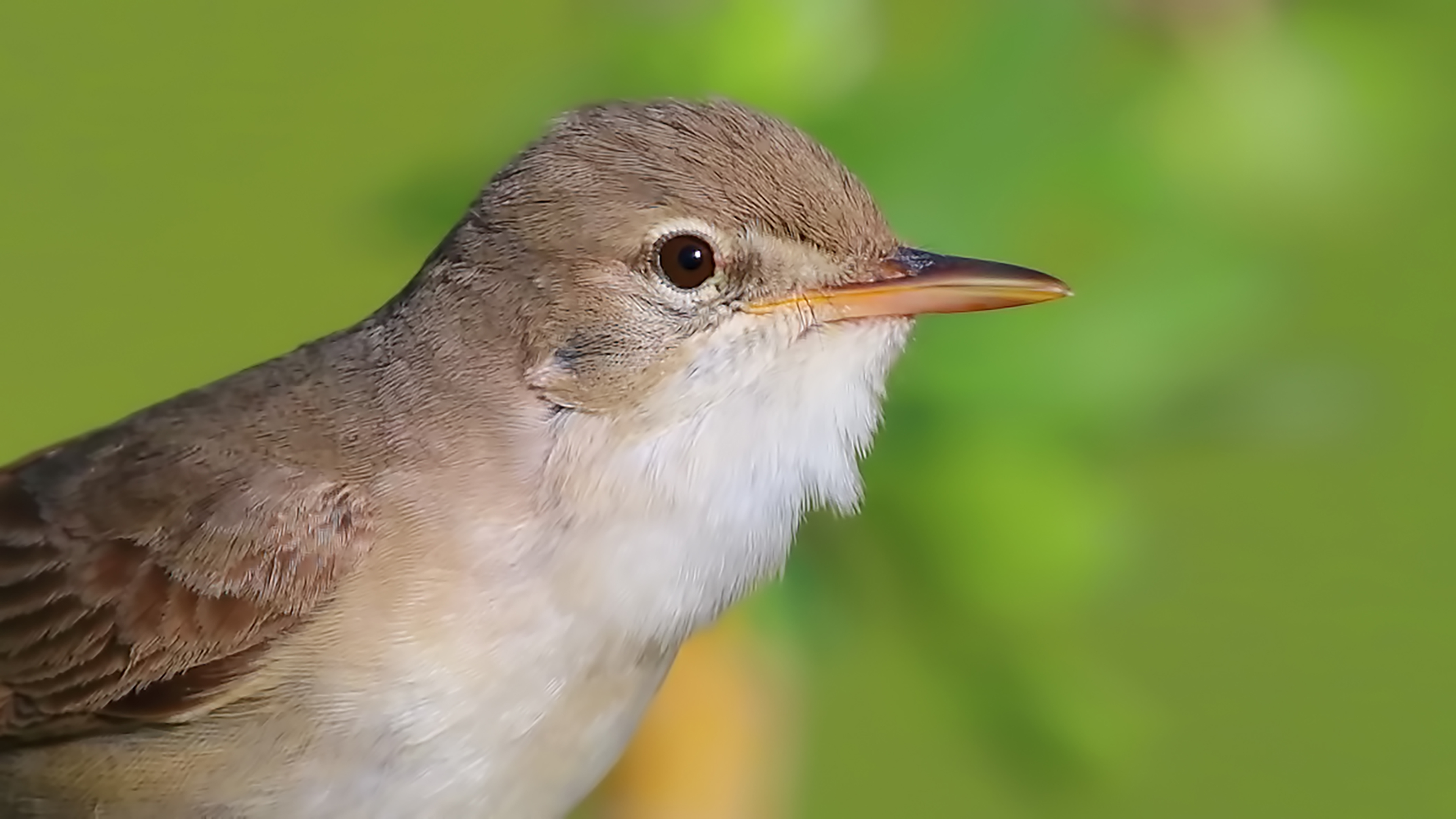 Upcher's Warbler
